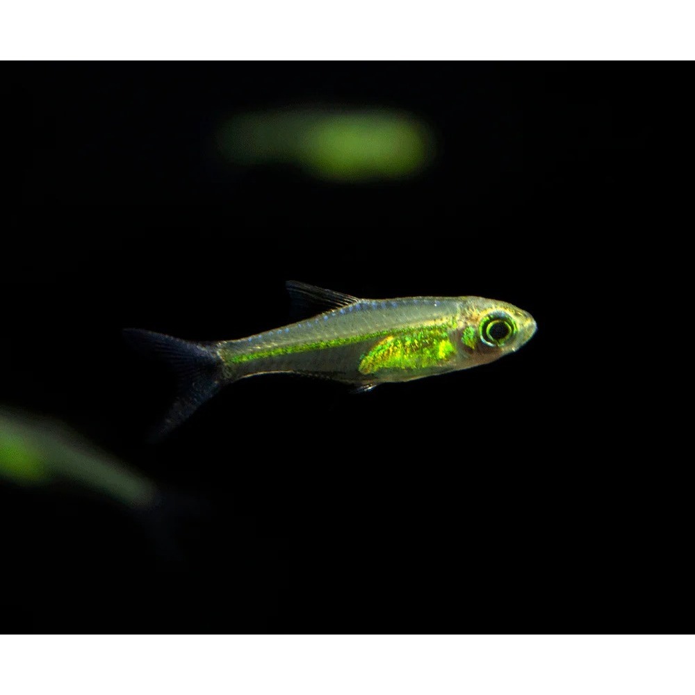 Ornamental Kubotai Rasbora