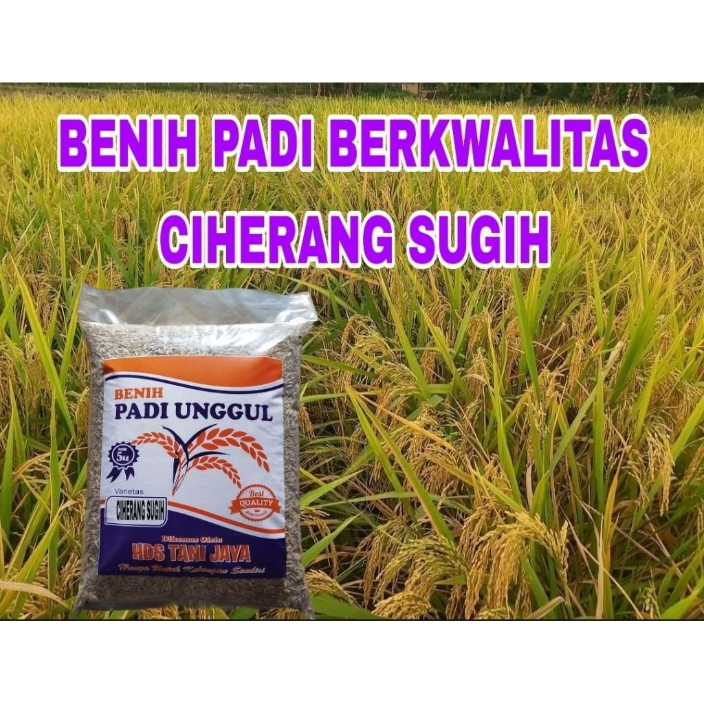 BENIH PADI 5KG CIHERANG SUGIH SUPER LABEL PUTIH ORIGINAL