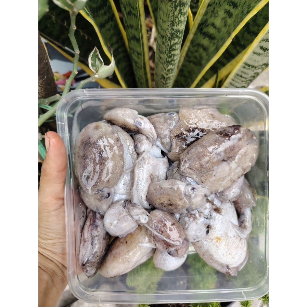 BEKUTAK CUMI BEKUTAK