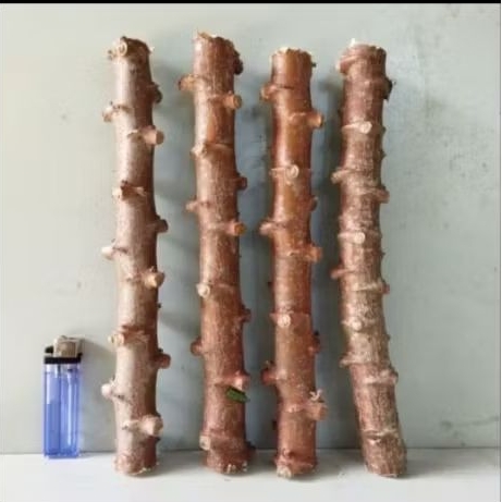 Stek pohon singkong MENTEGA