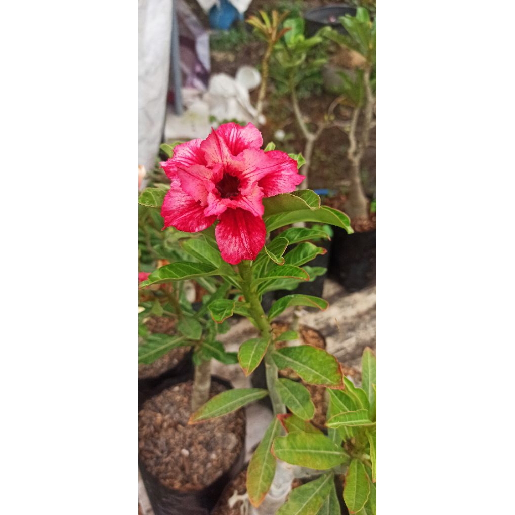 Adenium Feng Qiu Huang Sudah Berbunga Bunga Tumpuk