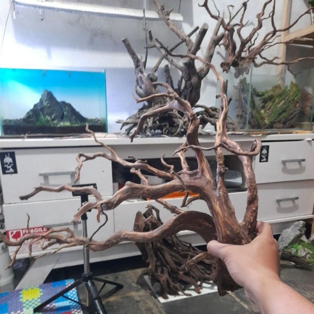akar kayu rasamala aquascape hiasan aquarium