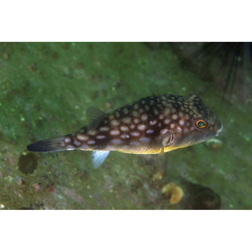 Milky Puffer Fish - Ikan buntal ramah