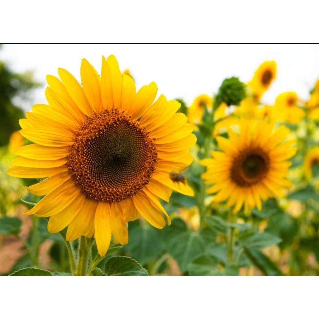 Benih bunga matahari