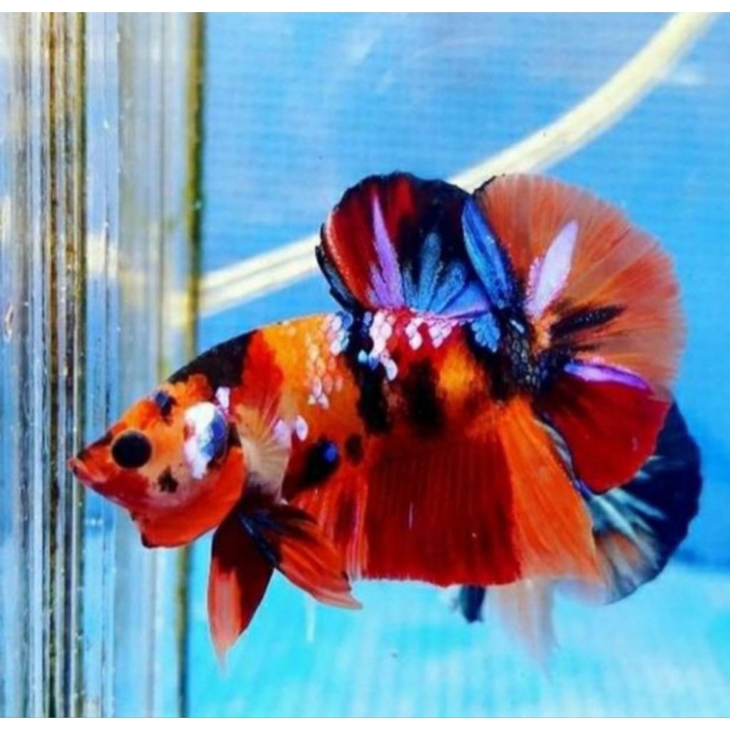 Cupang multicolor top grade