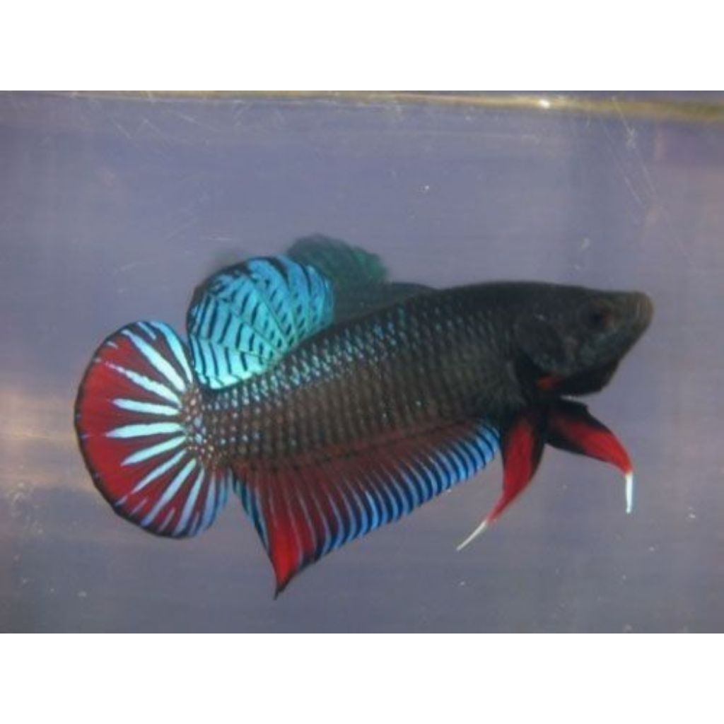 [BERGARANSI JIKA MATI] BANGKOK BAGAN CUPANG ADUAN TERMURAH 2026