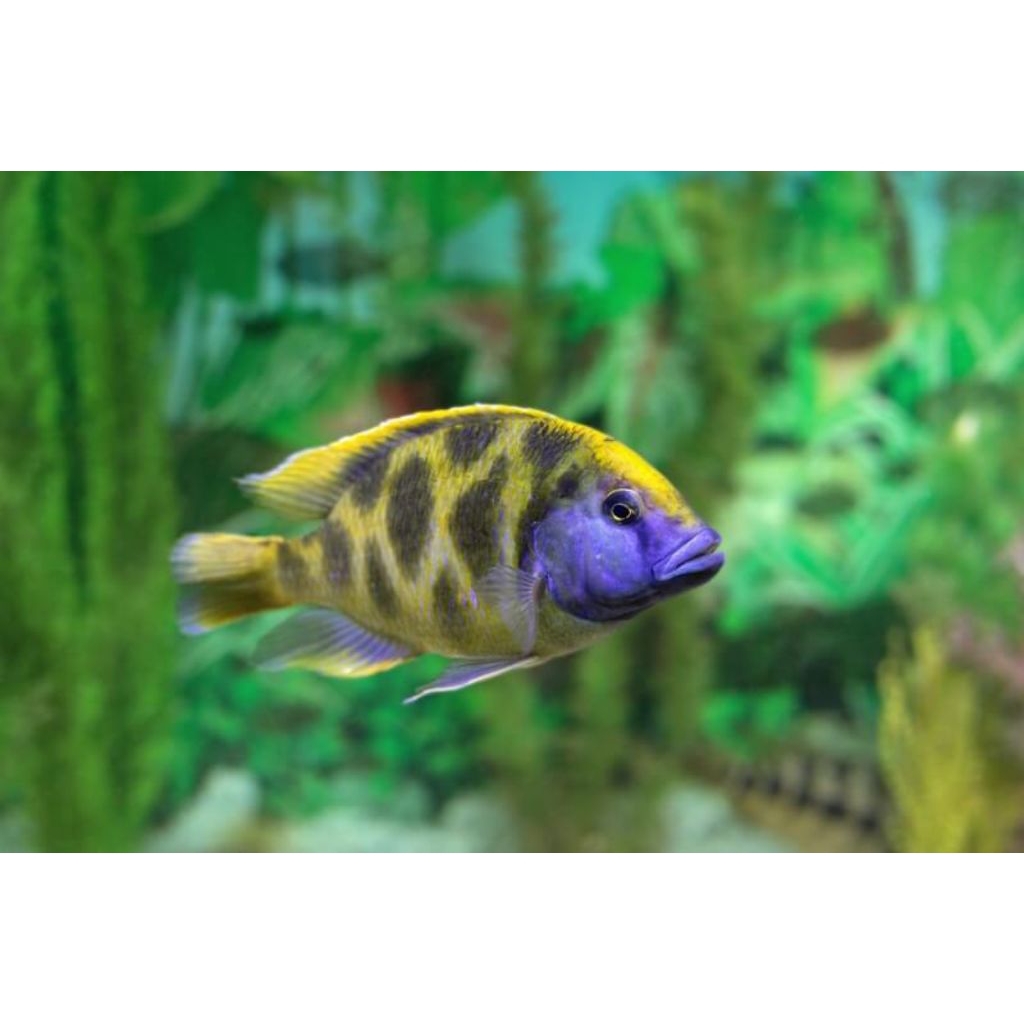 chiclid/siklid venustus 6-7cm