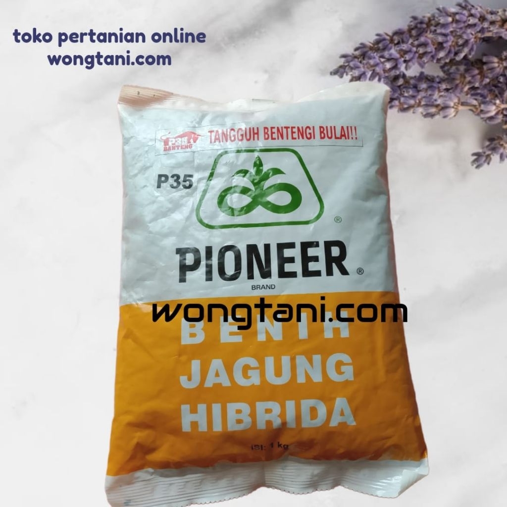 benih jagung hibrida p35 banteng pioner p35 1kg