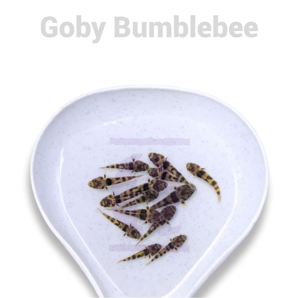 goby bumblebee hiasan aquarium aquascape