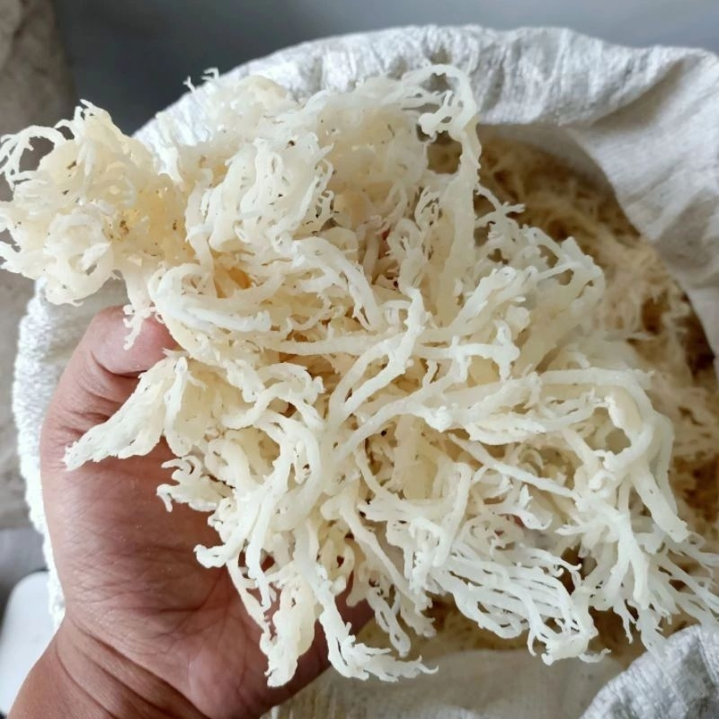 1KG RUMPUT LAUT KERING