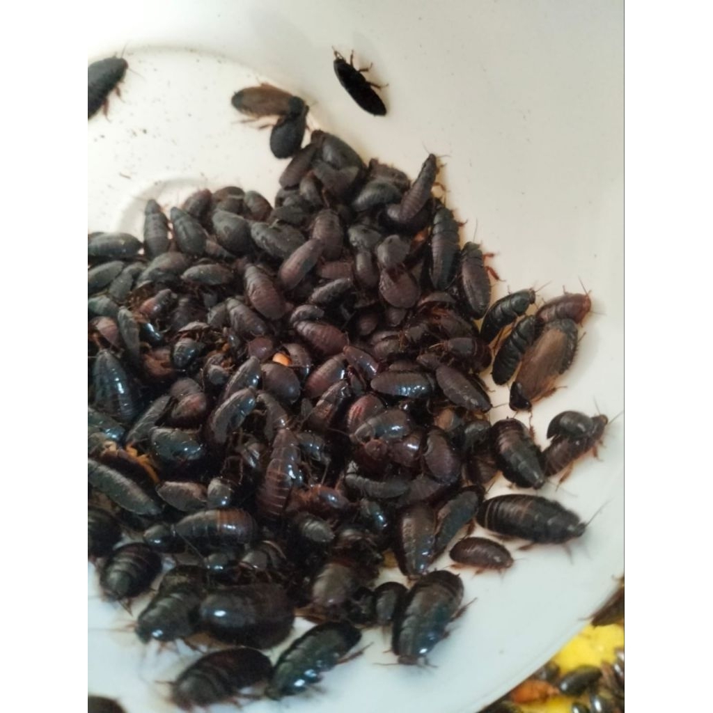 Umpan kecoa batu 300 ekoran..