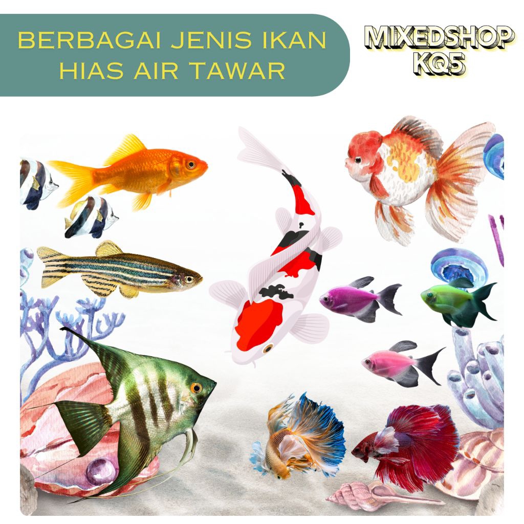 Semua jenis ikan hias air tawar, ikan mas koki, ikan cupang, ikan molly, ikan guppy, ikan warna warn