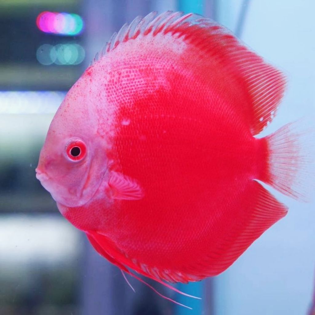 discus white ninja hiasan elegan