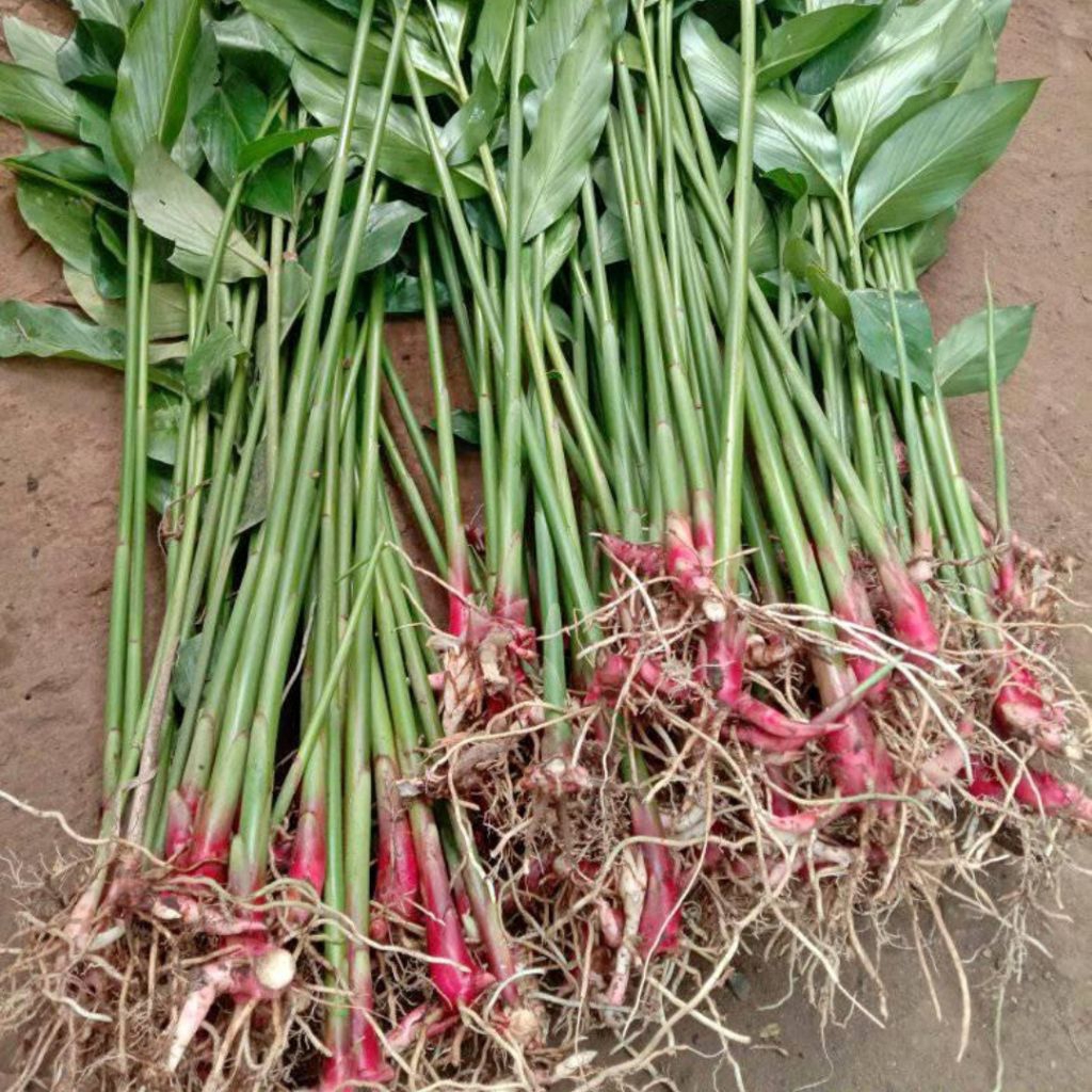 Bibit Batang Kapulaga Pohon Kapolaga Perbibit Kapol Kapulogo