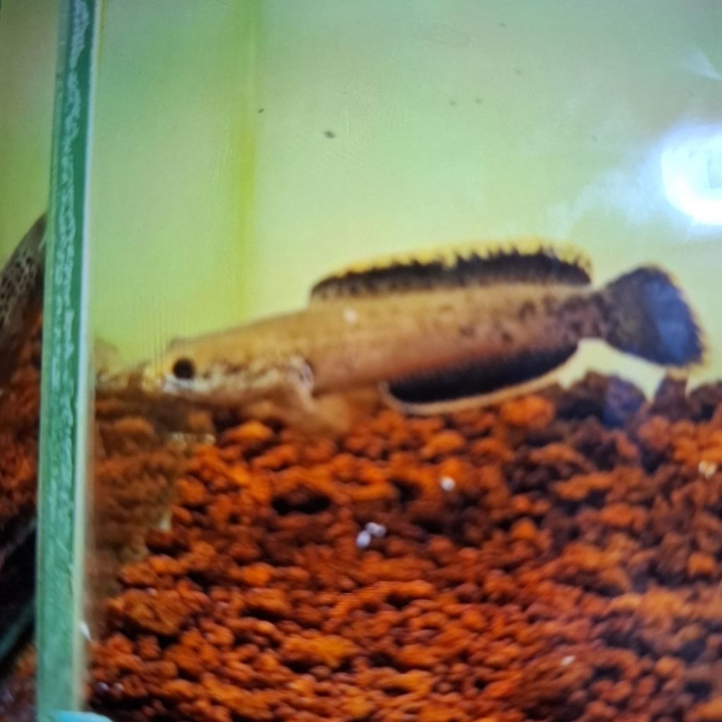 baby limbata ukuran 5cm