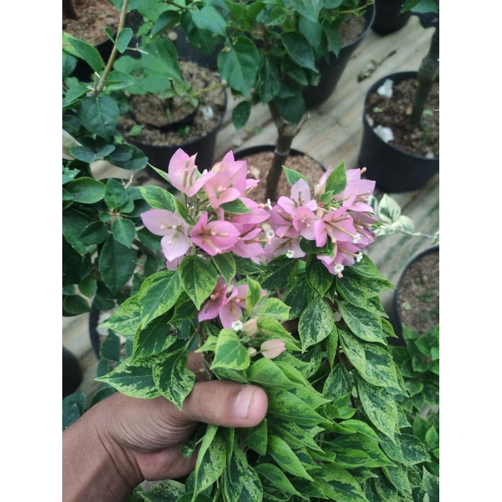 Bibit Bougenville Singapore Soft Pink Varigata