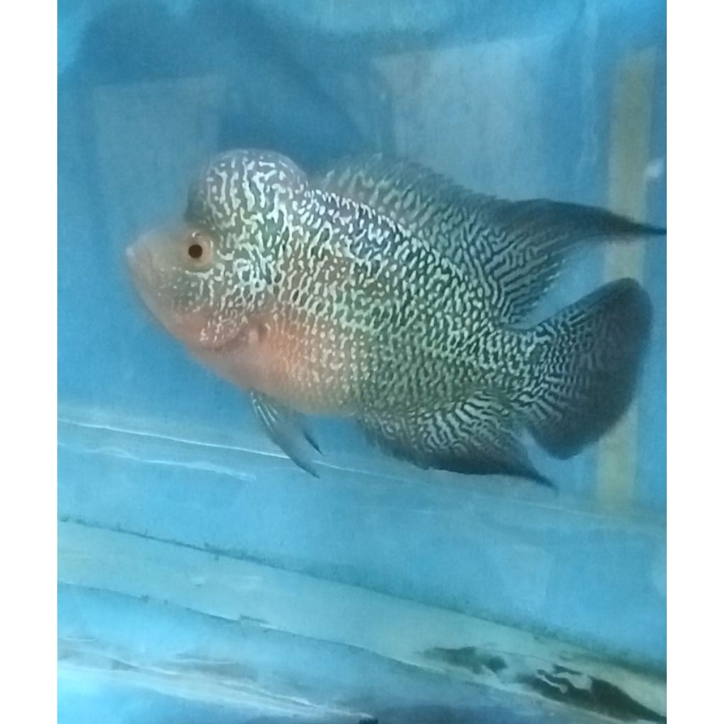 kamfa × cencu 3-4 jari (instan saja)