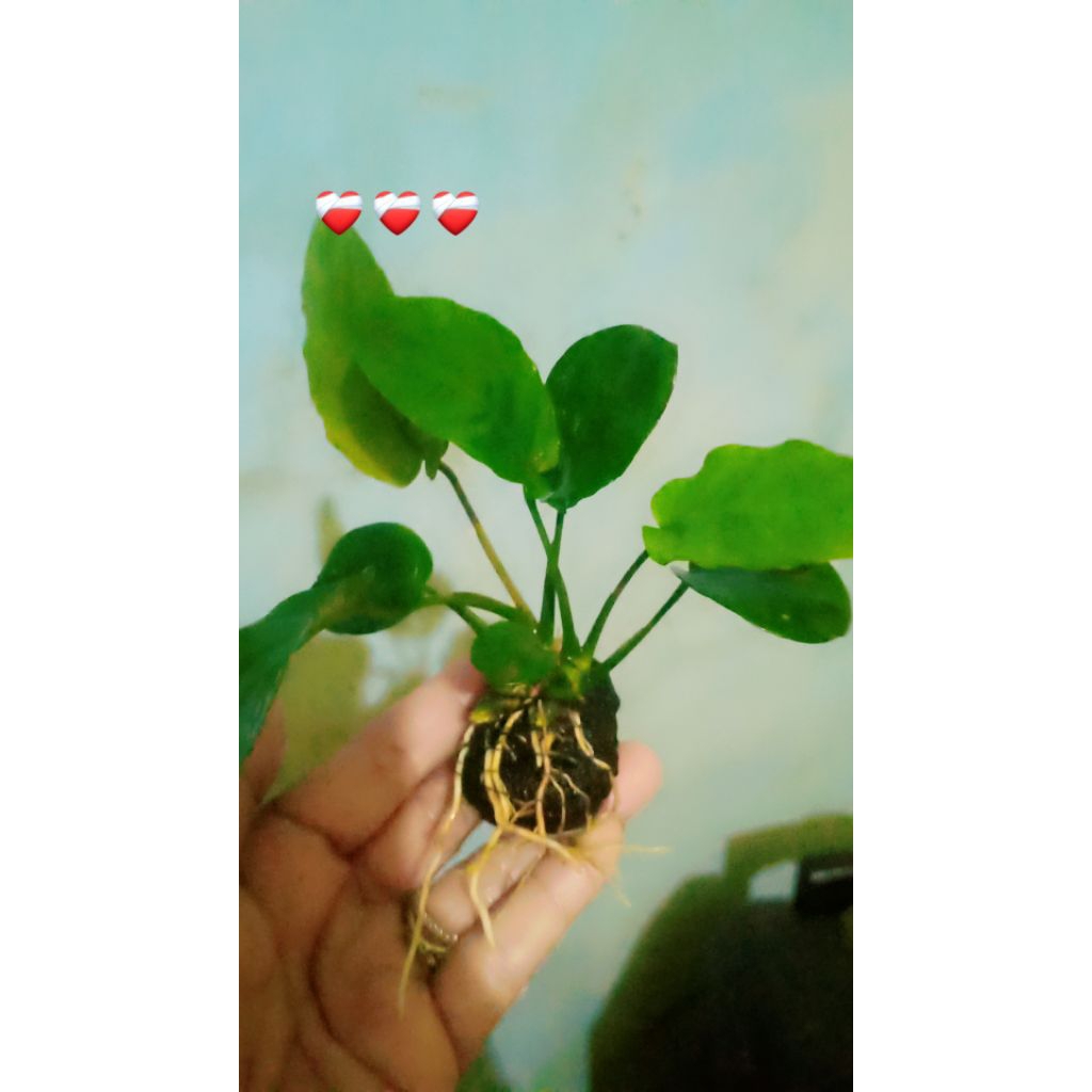 anubias broudlaep tanaman aquascape