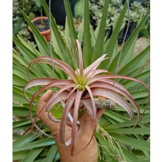 Air plants tillandsia love knot