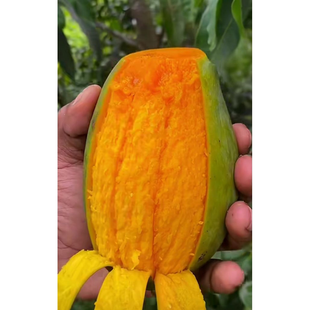 Bibit Mangga Kiojay Original Super jumbo