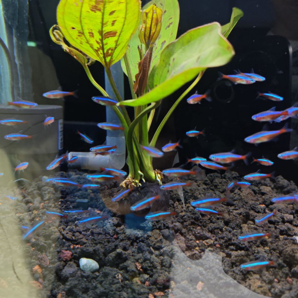 Neon Tetra