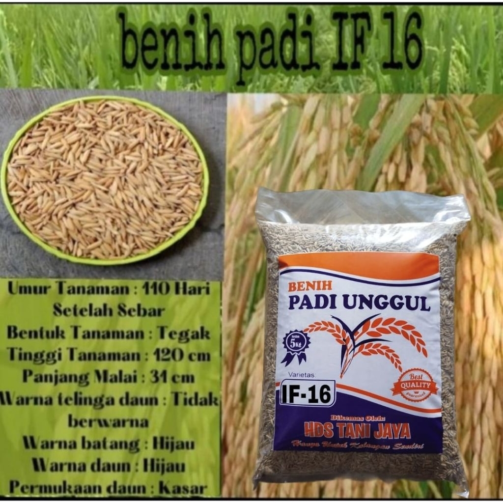 5KG BENIH PADI IF-16 SUPER LABEL PUTIH ORIGINAL