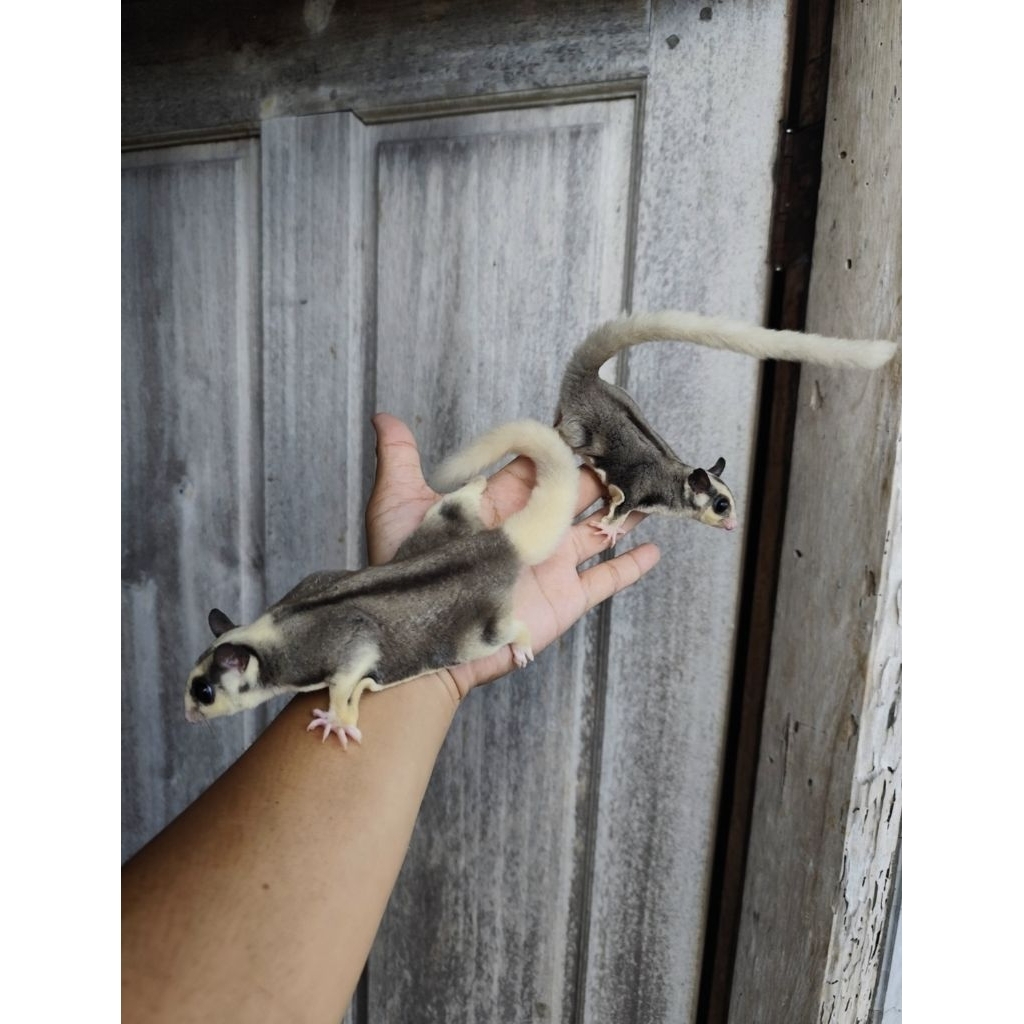 Sugar Glider (Tupai Terbang Australia) Creamino Mozaik