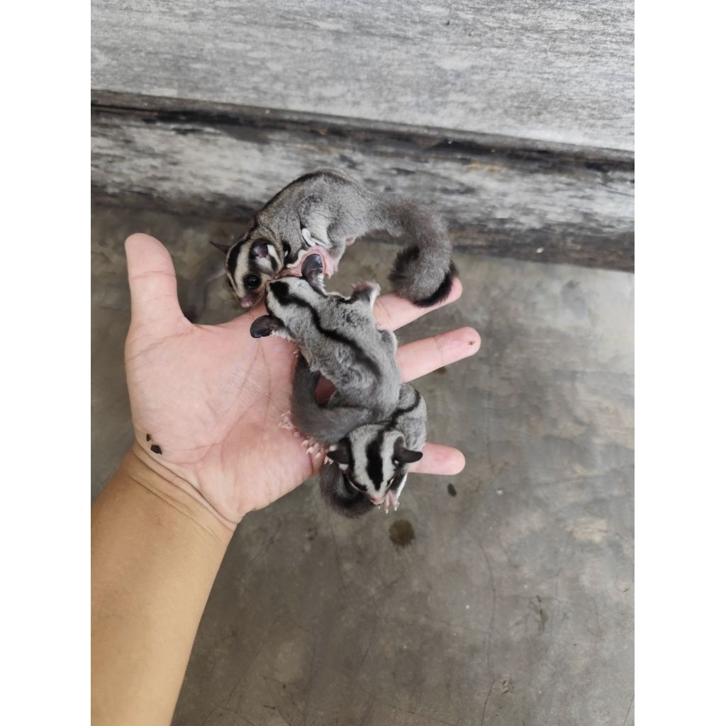 Sugar Glider (Tupai Terbang Australia) Grey 1 ekor