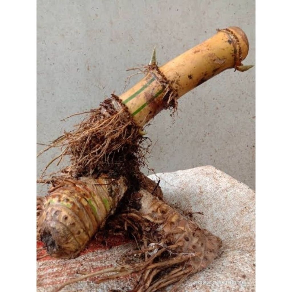 Bahan Bonsai Bambu kuning