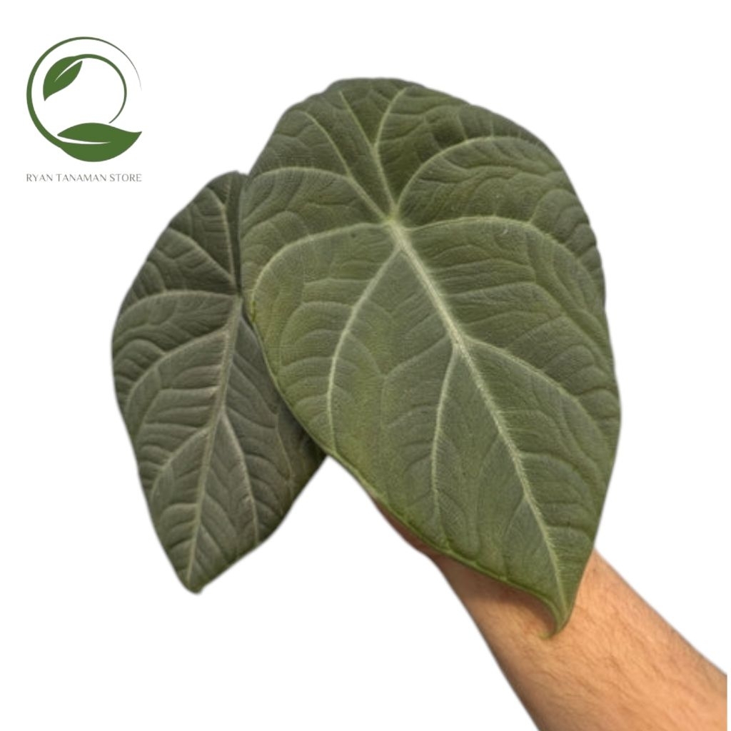 Tanaman Hias Alocasia Maharani - Alocasia Dragon Maharani