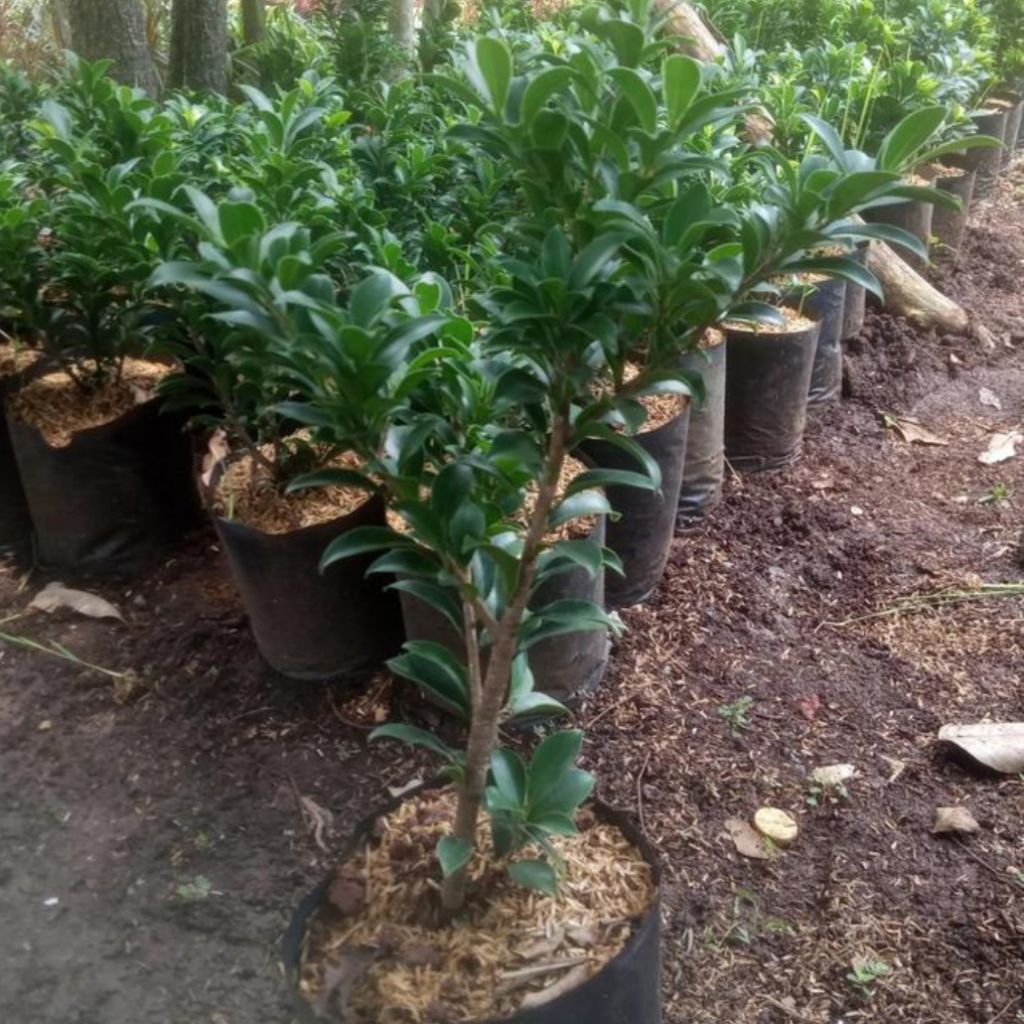 bibit beringin elegan bahan bonsai