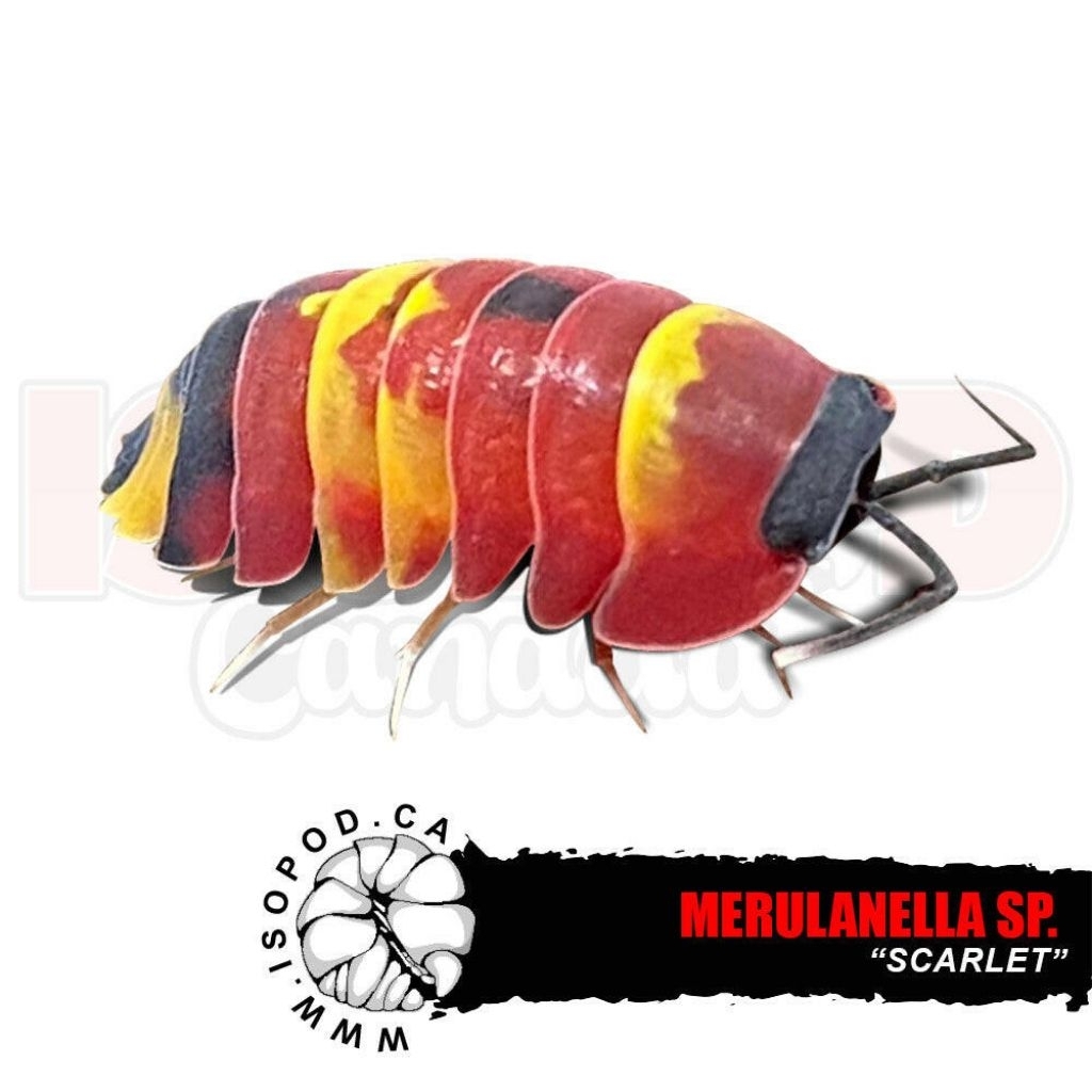 isopod merulanella / ardentiella sp scarlet