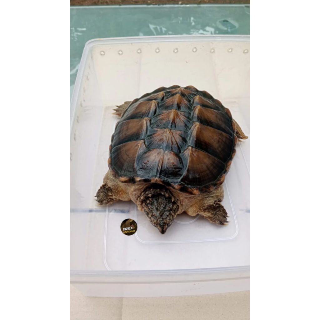 KURA CST / SNAPING TURTLE/ COMMON SNAPING TURTLE/ KURA CST