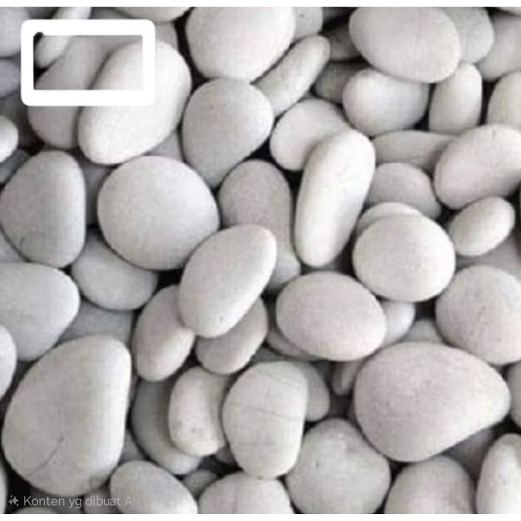 Batu Kupang Gepeng Putih hiasan akuarium,Taman Aquascape