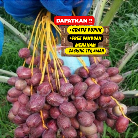 Bibit / Pohon Kurma Ajwa Arab TERLARIS