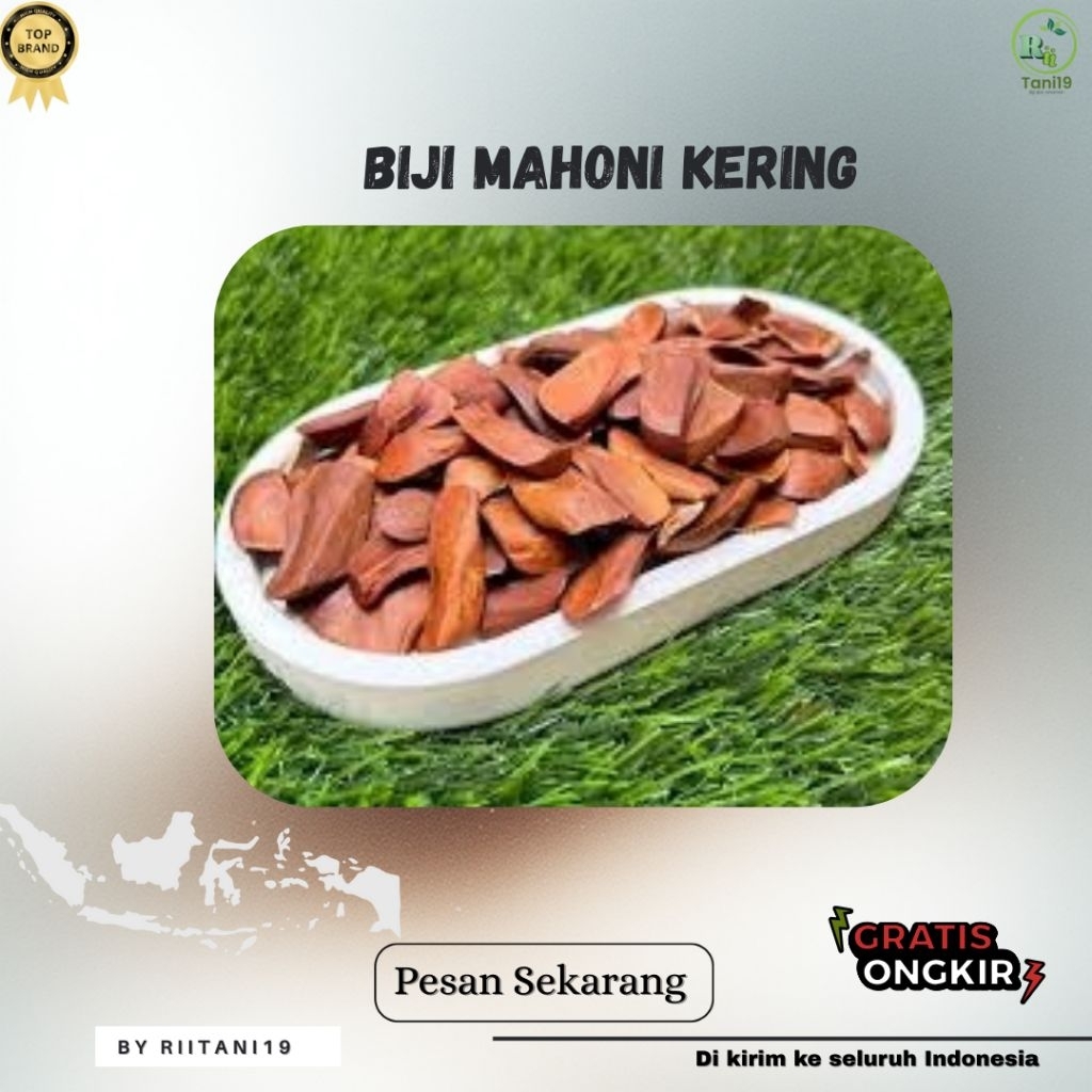(1000 biji) BIBIT BIJI MAHONI KERING UNGGUL | EXTRA BONUS