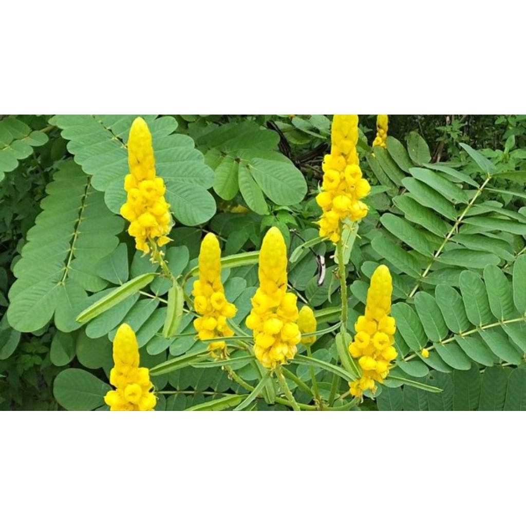 Daun ketepeng untuk obat kulit