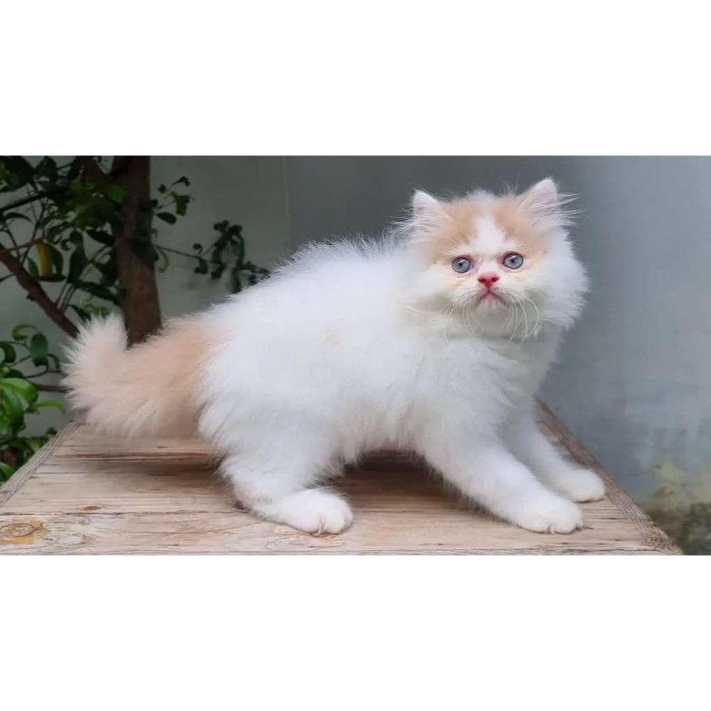 KUCING PERSIA FLATNOSE JANTAN 3 BULAN CREAM PUTIH