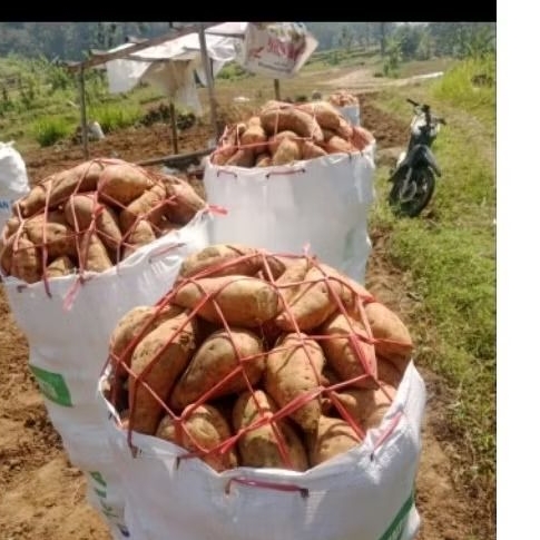 TELO MADU / UBI CILEMBU / KETELA OVEN harga 7.000 perkg