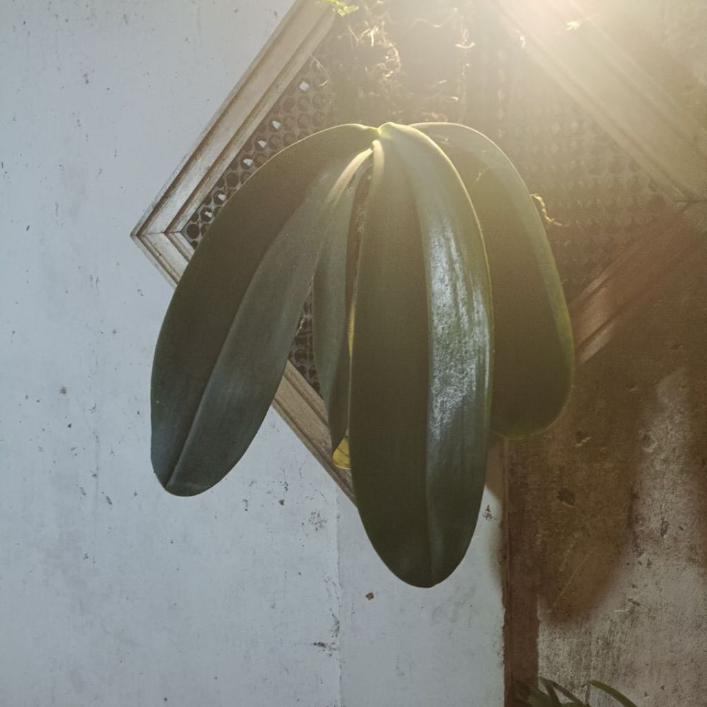 phalaenopsis gigantea
