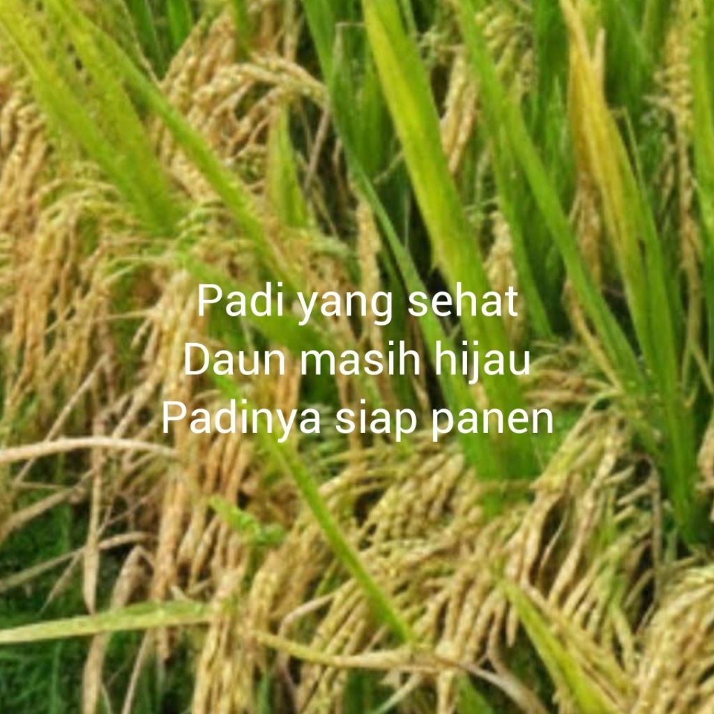 benih padi SRIKANDI kemasan 5kg