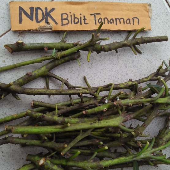 Entres / Batang Segar Alpukat Wina