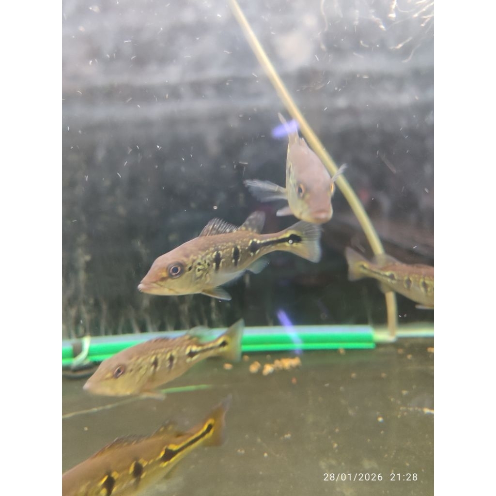 mainan ikan orinoco 10-12 cm ( pelet mizuho)