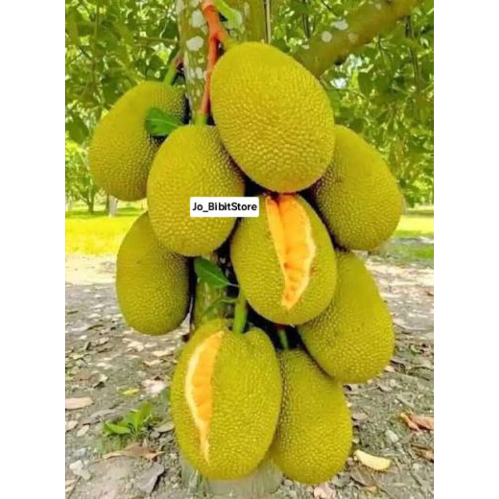 Bibit Nangka Thong Ploy Thailand Unggul Buah Super Jumbo | Bisa Ditanam Dipot