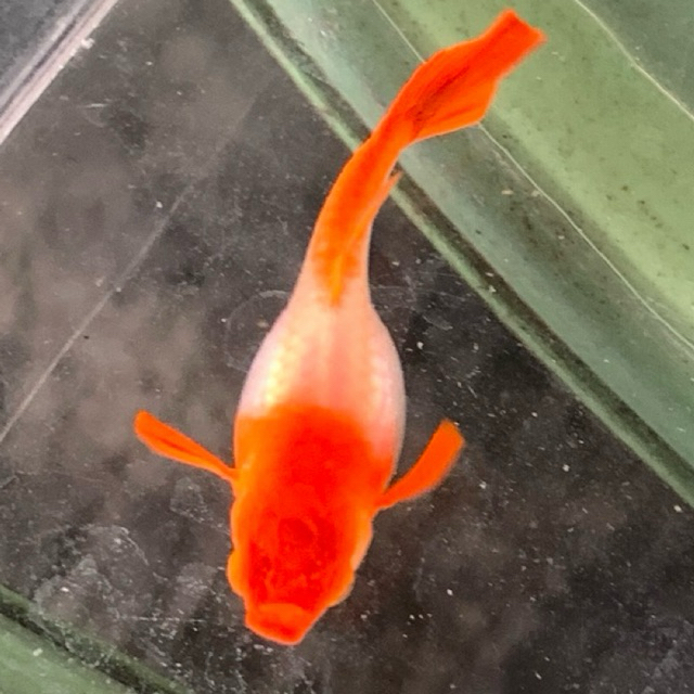 Sepasang Ikan Guppy Albino Koi Red Ear