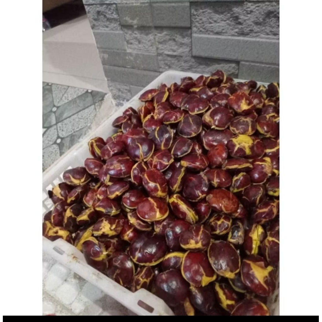 Jengkol Tua Mentah Segar 1 kg - Pulen, Berkualitas, Siap Masak