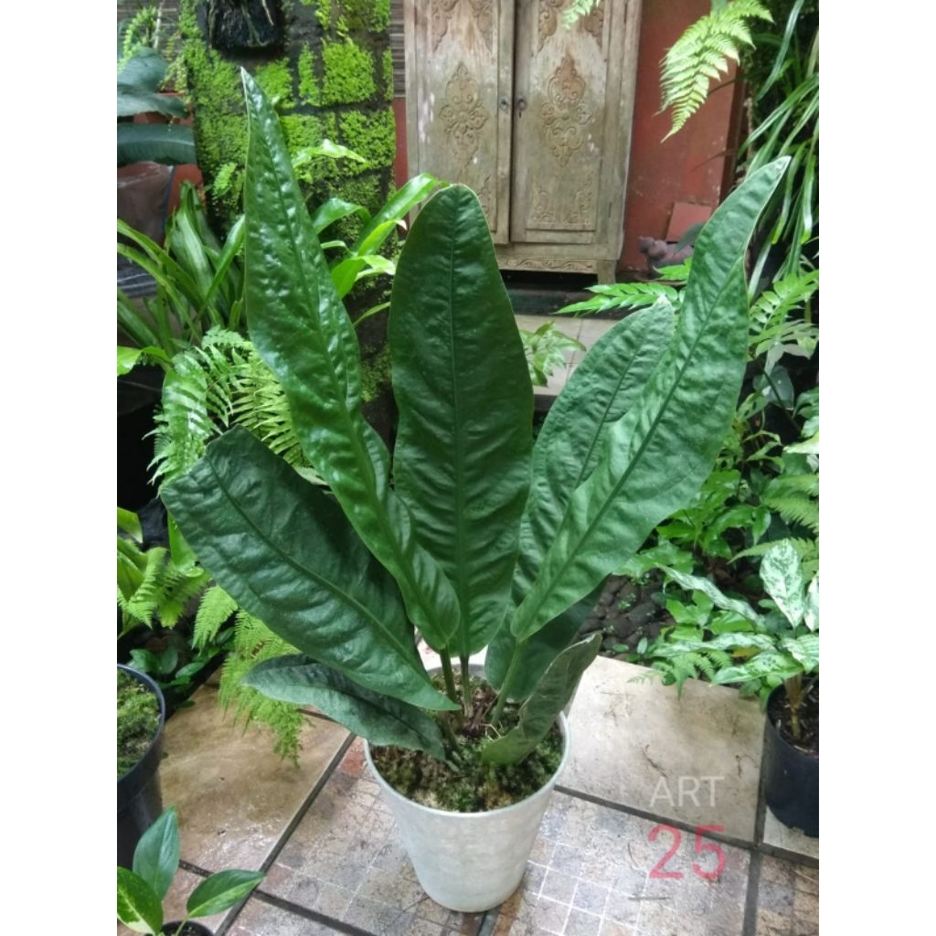 Anthurium Neo Superbum Anturium Superboom Real Picture
