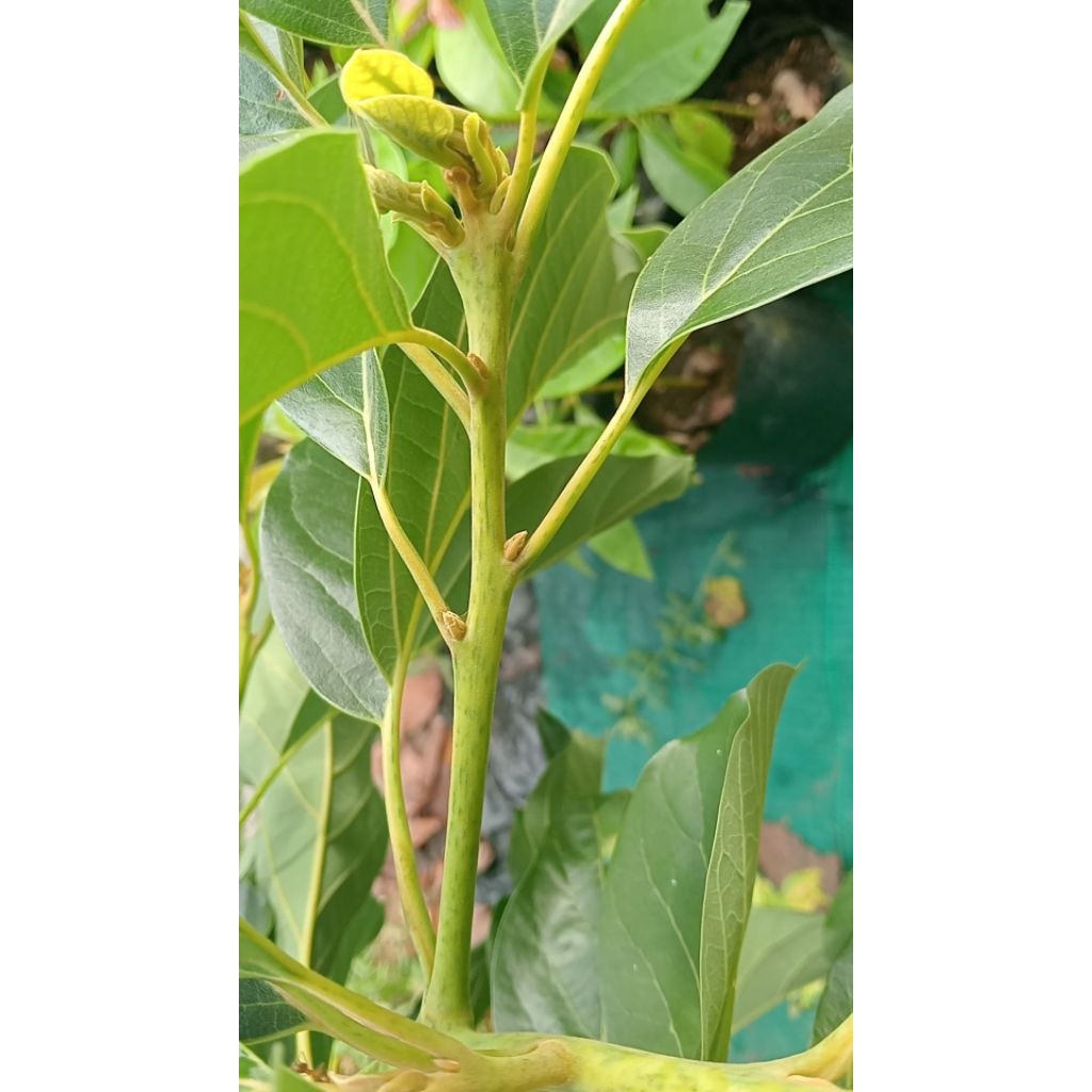 Endtrees / Entres Alpukat SAB 034