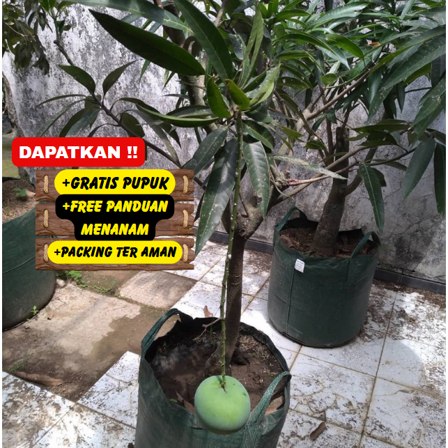 Bibit / Pohon Mangga Kelapa Super Unggul Cepat Berbuah