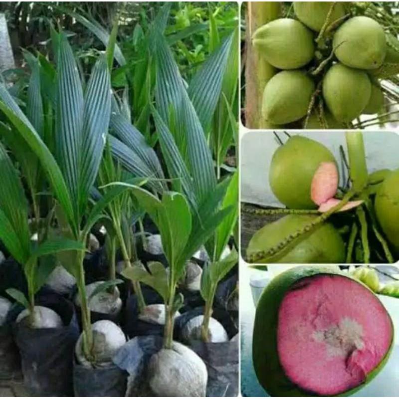 BIBIT KELAPA HIJAU HIBRIDA UNGGUL